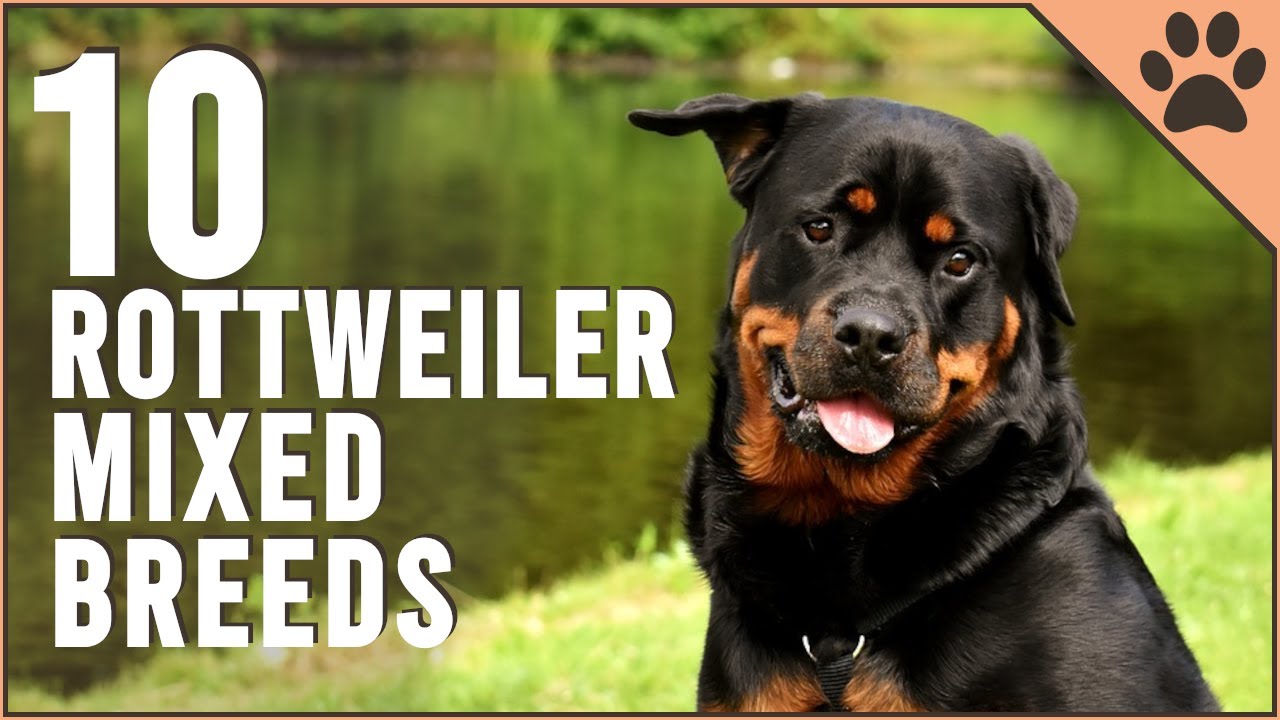 10 Mix Breeds | Dog World - YouTube