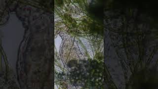 Microscope Lounge | Subtle Order Within Motion