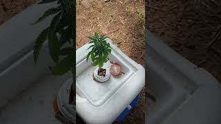 Rainwater hydroponics #hydroponics #roots