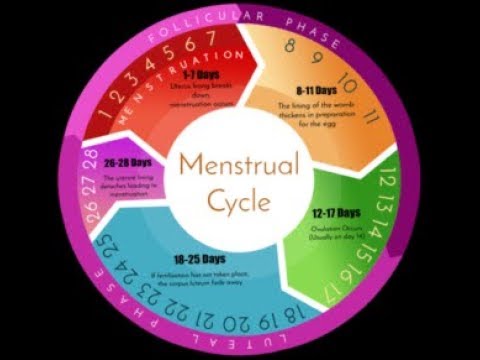 Alimentacion segun el ciclo menstrual