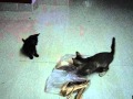 Funny kittens playing