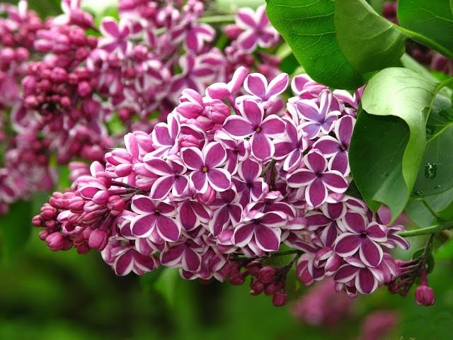 ライラックの種類 写真と説明 植え付けとケア 庭 夏の住居 家の植物に関するサイト ライラックの種類 写真と説明 植え付けとケア 庭 夏の住居 家の植物に関するサイト