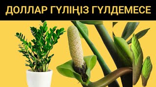 Доллар гүлінің күтімі. Жапырақтары неге сарғаяды? Доллар гүлін көбейту жолдары