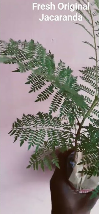 Fresh Original Jacaranda Plant for Sale | Flowering plant Delivery Available #jacaranda #liveplants