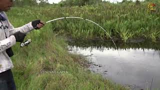 Gilakk men!!!! Mancing seperti ditarik 100 kerbau  #SG-373