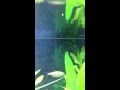 My planted Aquarium photosynthesis