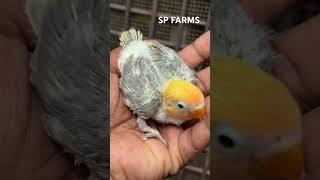 Shade's of violet 💜💛B1B2❤️Opaline 😘 #birds #freshwaterfish #lovebirds #africanlovebirdbreeding
