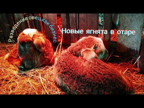 Овцеводство как бизнес