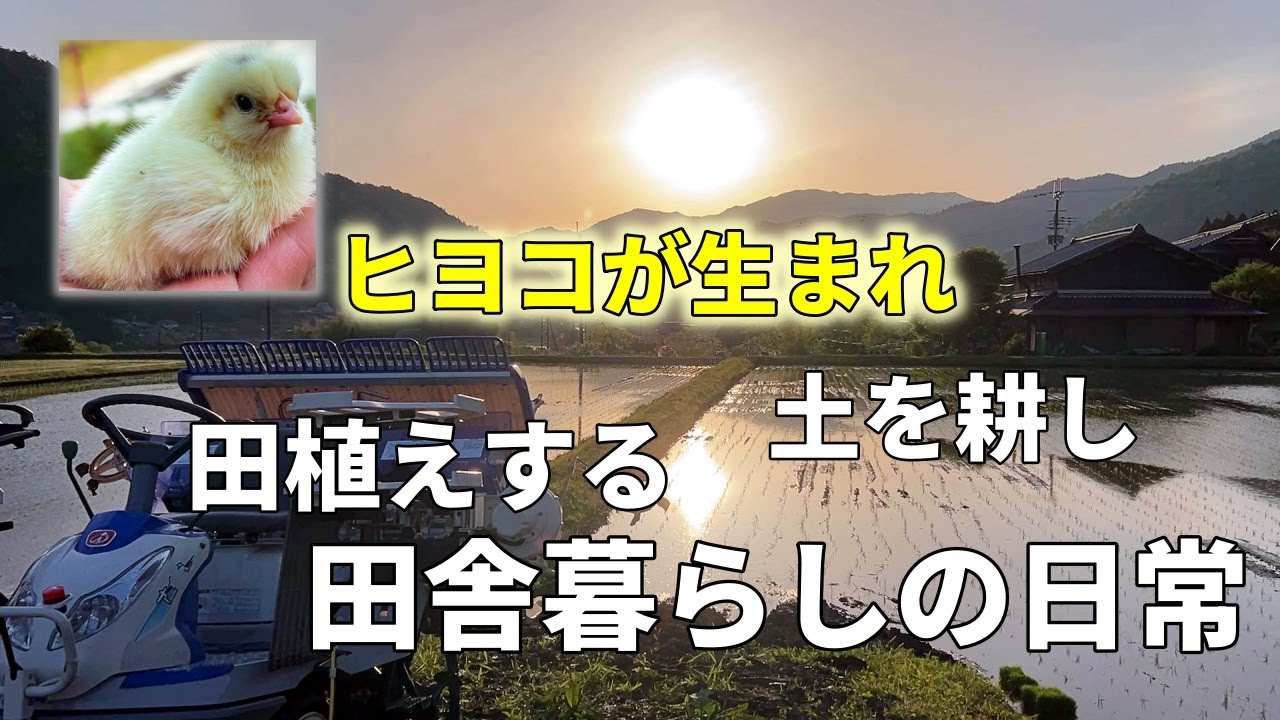 小さな命と大きな自然｜ヒヨコが生まれ、田植えが始まる田舎の春の日常