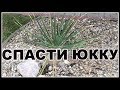 Многолетники. Юкка нитчатая. Проблемы после зимовки. Спасаем Юкку. Пересадка Юкки.