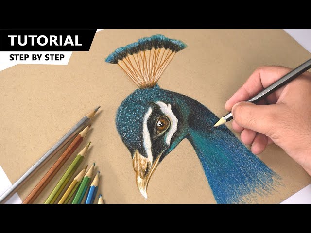 Beautiful Peacock Drawing Open Tail On Stock Illustration 1758826355 |  Shutterstock