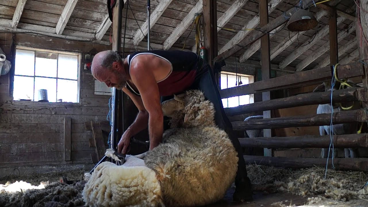 Shearing Rams in Canada (vid 16) YouTube