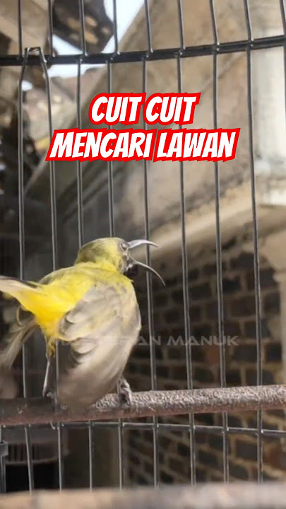 Sogon gacor mencari lawan #sogon #sogongacor #sogokontong