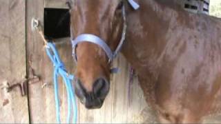 Horse Bloopers and Funnies!!