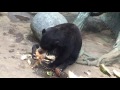 Sun Bear open and eat coconut