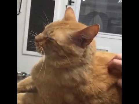 cute cats for sale Shelter Tour 7/3/16 6:30