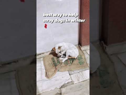 Video: Wintery Pups