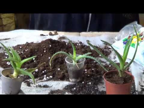 Уход За Алоэ. АЛОЭ( СОБУР, СТОЛЕТНИК, ДОМАШНИЙ ДОКТОР, алое)).