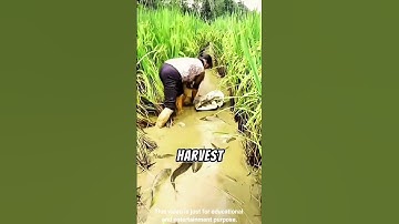 China’s Genius Farming Hack! #shorts