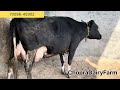 Results of breeding farm watch 40l to 60l cows cri wws breeds of punjab
