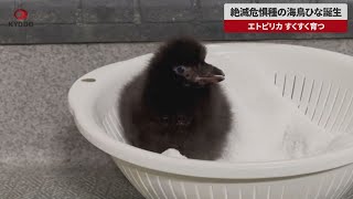 【速報】絶滅危惧種の海鳥ひな誕生 エトピリカ、すくすく育つ