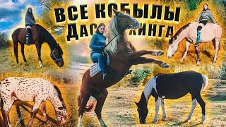 ОБЗОР ЛОШАДЕЙ 2 часть // Факты о лошадях