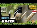 Suara Kicauan Burung Kacer Terbaik Part Masteran Kacer Kacer Gacor Pancingan Kacer Mp3 - Mp4 Download