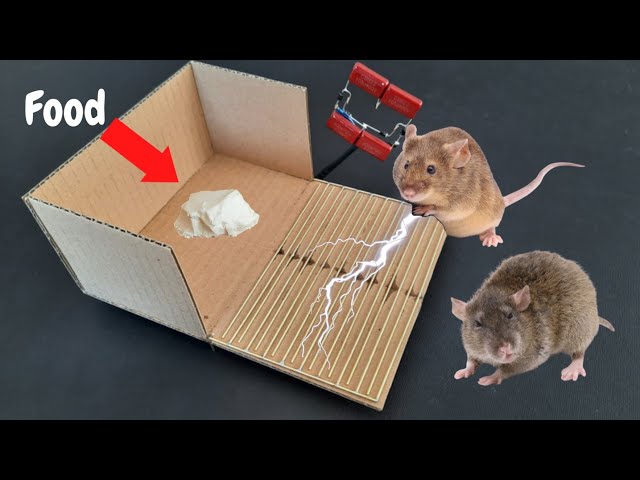 Electric Mouse Trap / Best Electric Mouse / Rat Trap #Mause#RatTrap# mousetrap