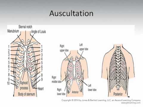 Respiratory System - YouTube