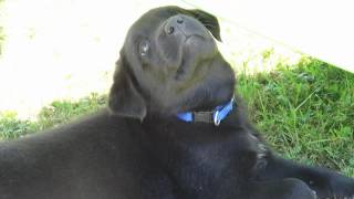 Mon chien! le plus mignon du monde screenshot 3