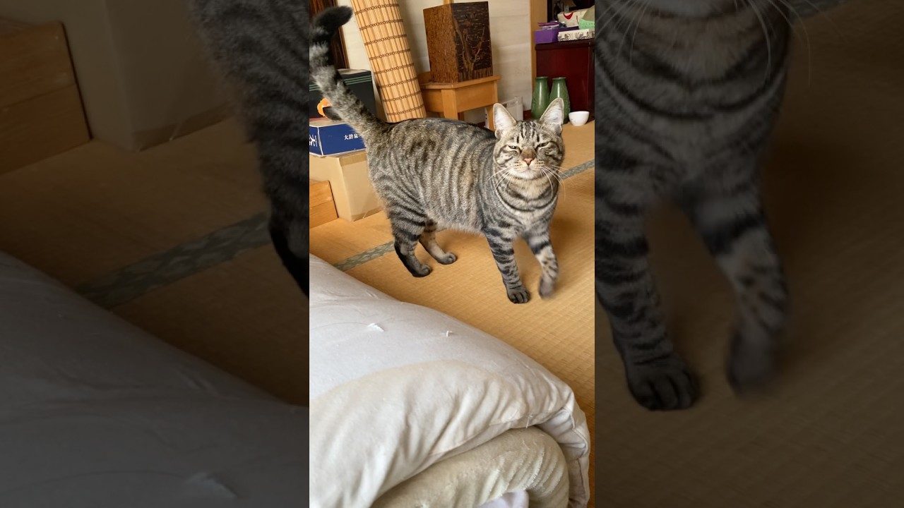 今朝5時のトラジは、おなかが空きすぎてたみたい。ごはん〜ごはん〜と鳴いてるのかな #猫 #cat #朝ごはん #shorts