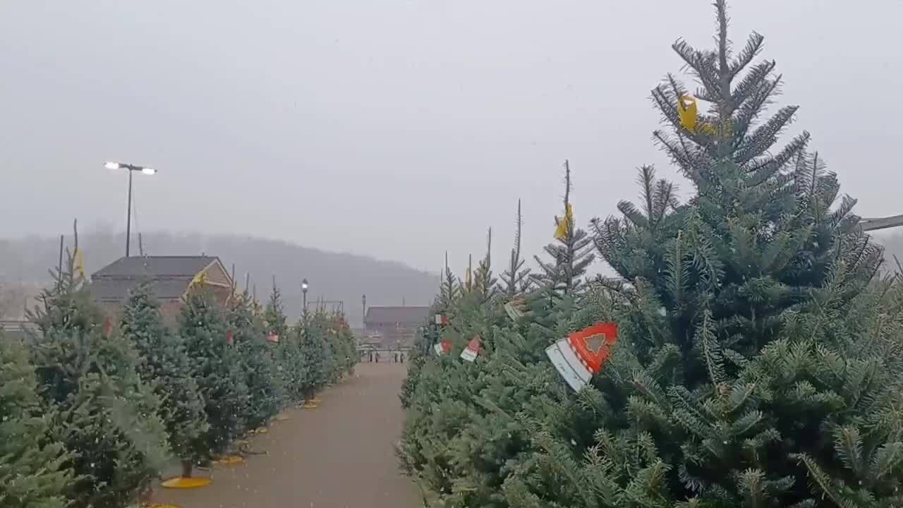 Light Snow Adds Holiday Spirit to Pennsylvania Christmas Tree Farm