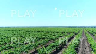 Vineyards, beautiful background. Aerial photography - grape plantations. screenshot 4