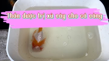THẦN DƯỢC TRỊ BỆNH XÙ VẢY || XEM NGAY ĐỂ CỨU BÉ CÁ CỦA BẠN !!!