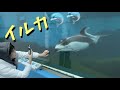 のとじま水族館、イルカがなついてきます🐬🐬🐬【のと旅】