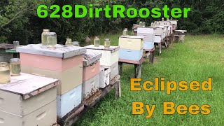 What Did Our Bees Think Of That Partial Solar Eclipse? Profile