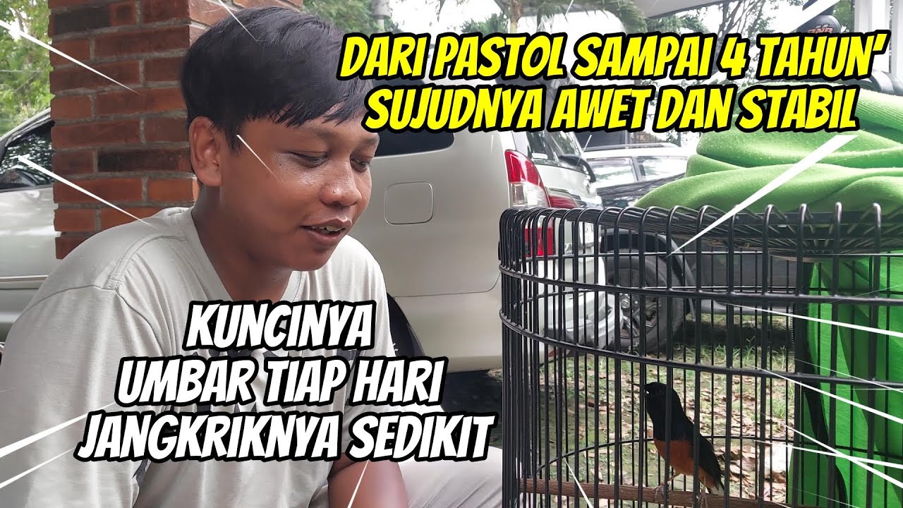 SIMAK RAWATAN BURUNG SUJUD MILIK BOS KOREA DENGAN POLA JANGKRIK SATU DI LOKASI ‼️ KUAT MAIN 4 KELAS