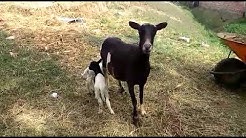 borega de amigo rivera parido 2 ermosas enbras