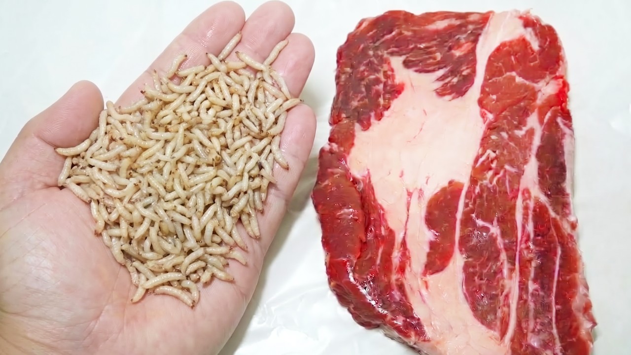 ウジ虫３００匹を牛肉に入れて放置すると…ヤバすぎた