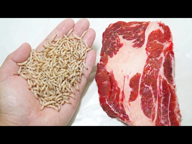 ウジ虫３００匹を牛肉に入れて放置すると…ヤバすぎた