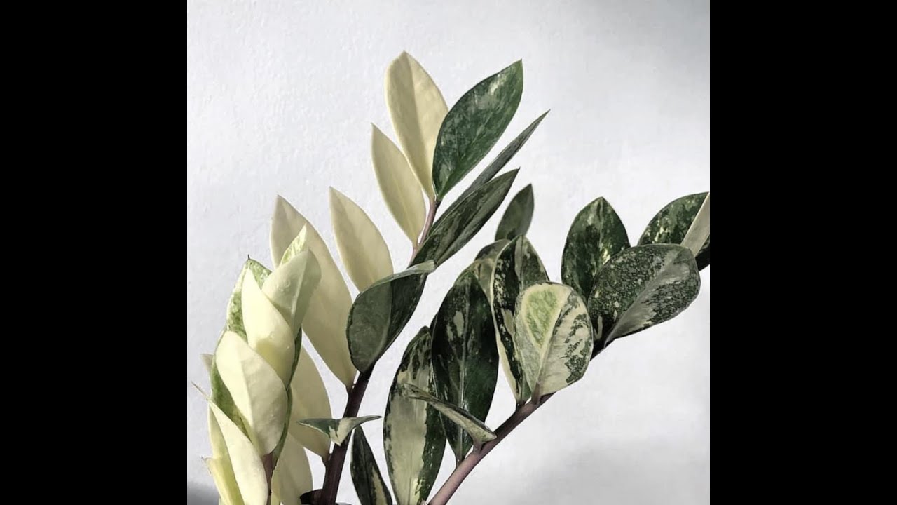 All the Known Varieties of ZZ Plant (Zamioculcas zamiifolia