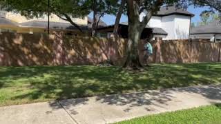 Alligator Lunges At Trapper In Cinco Ranch In Katy, Texas.