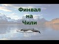 Русская Рыбалка 3.99 (Russian Fishing) Финвал на Чили