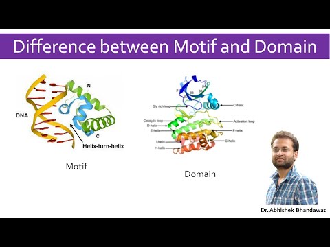 What is the difference between Motif and domain of a protein?