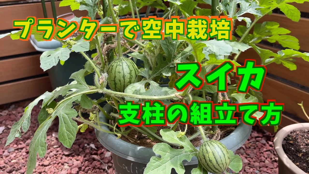 スイカ の 育て 方 プランター