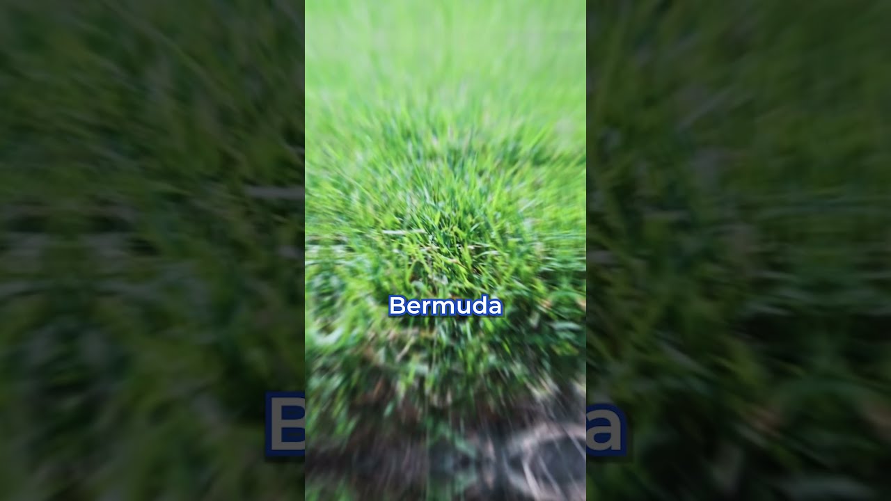 Why Bermuda Grass is Bad (and also SUPER good)