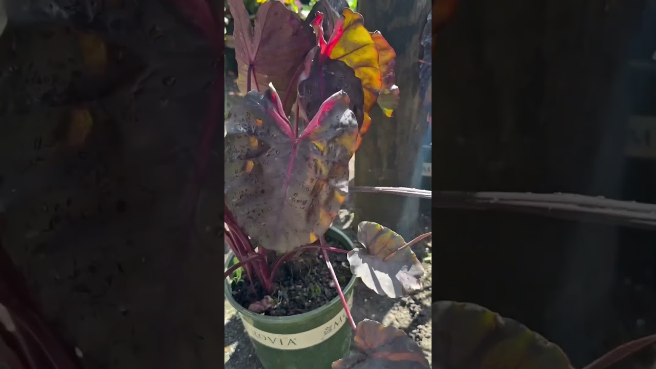 The Monrovia Takeover Has Arrived | Spring 2025 Plant Drop at The Yard Stop 🌿