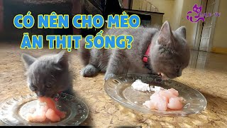 Có nên cho Mèo ăn thịt sống? Và như thế nào là hợp lý?