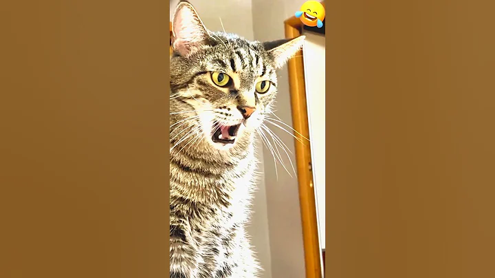 Video 3779601: dog fight, cat funny love