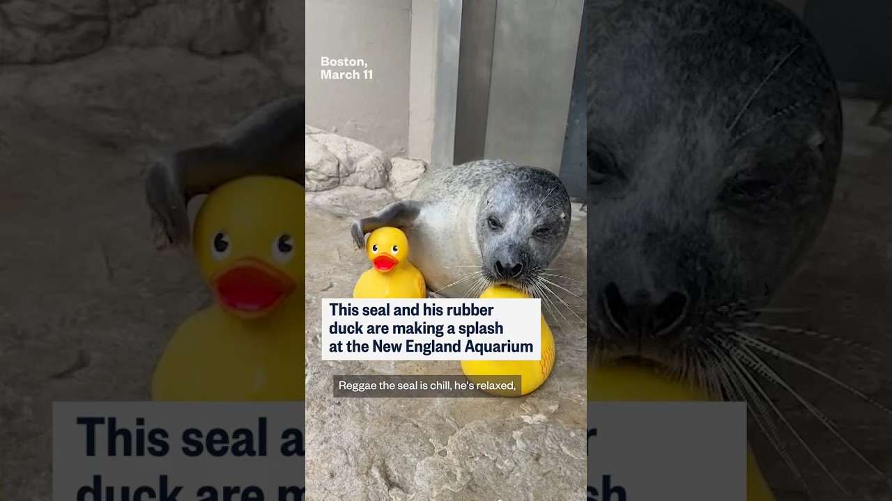 This seal and his rubber duck are making a splash at the New England Aquarium